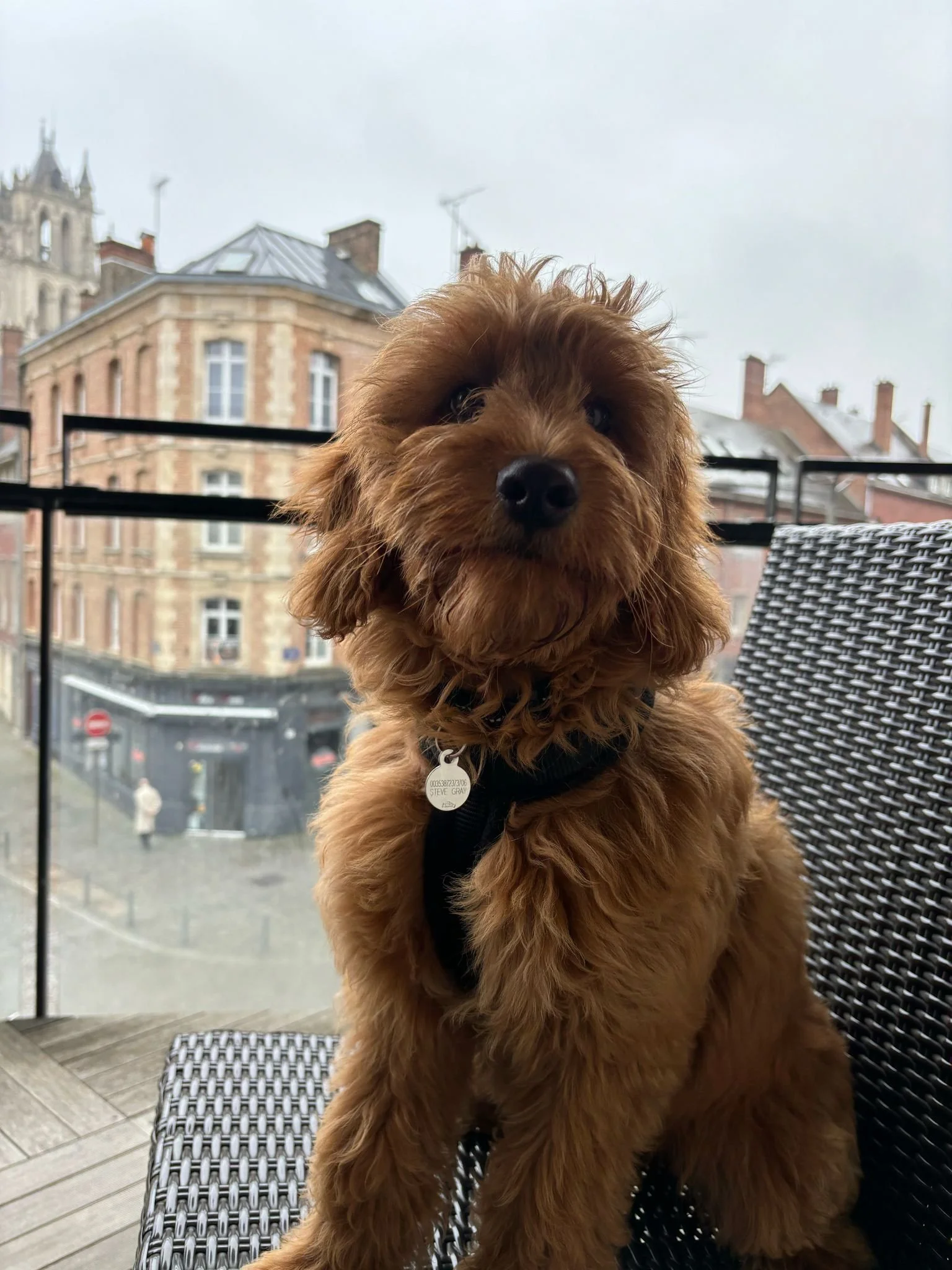  Photos of Rossbane Puppies sent in from our happy customers. 