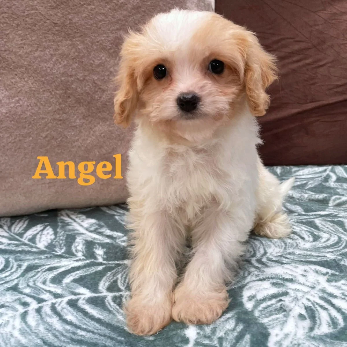 Cavachon Puppies For Sale