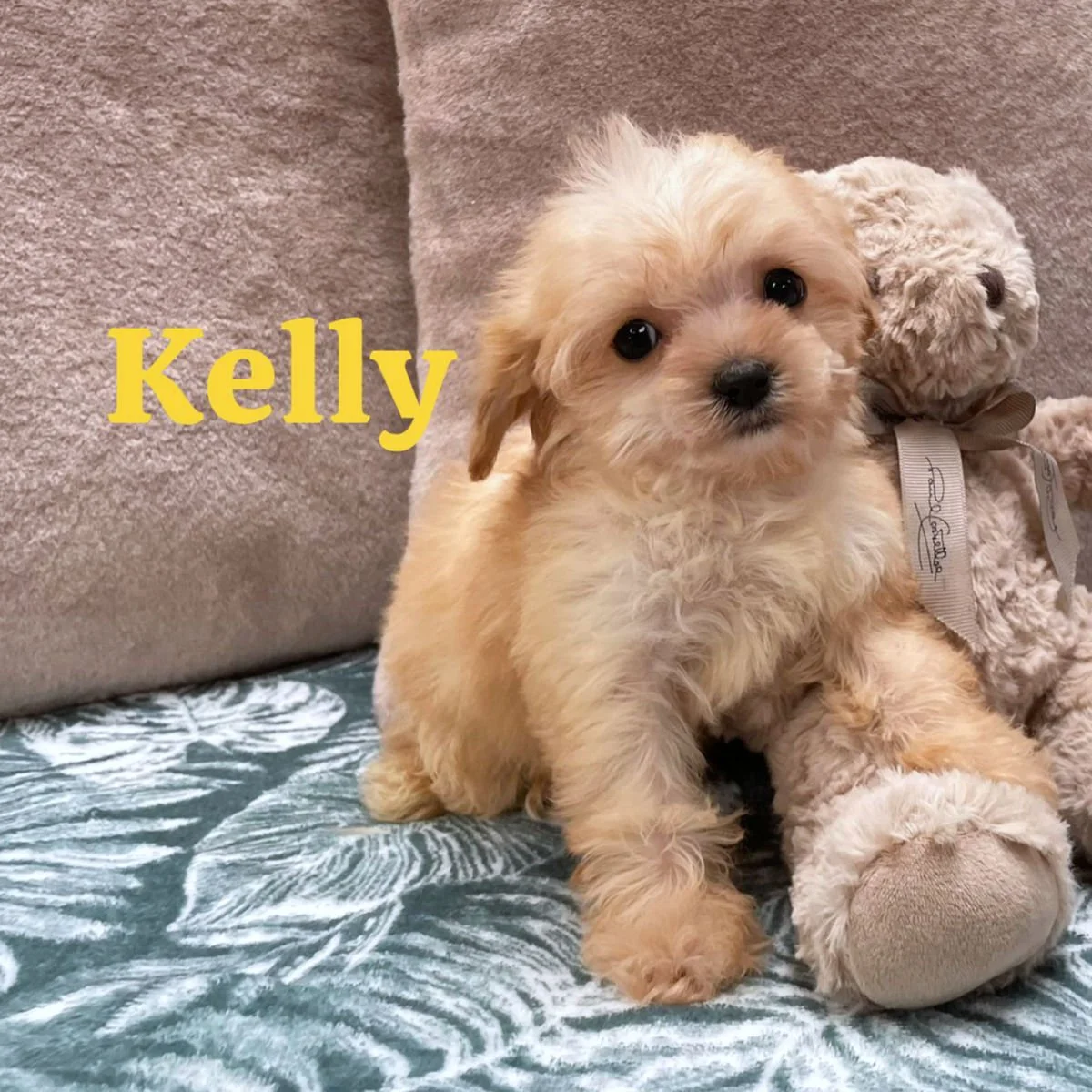 Cavachon Puppies For Sale