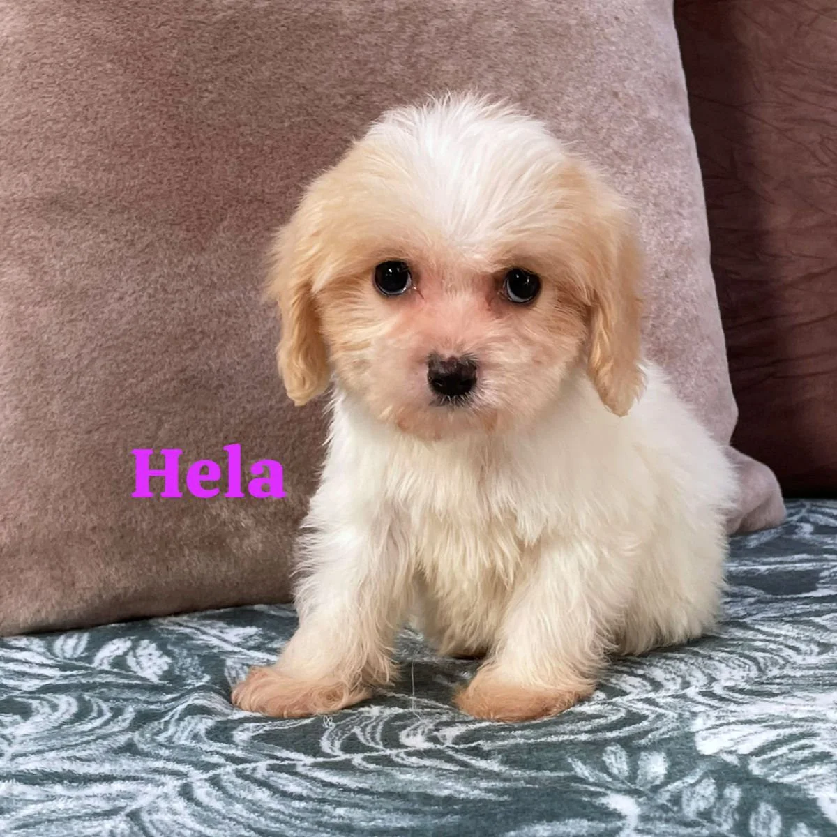Cavachon Puppies For Sale