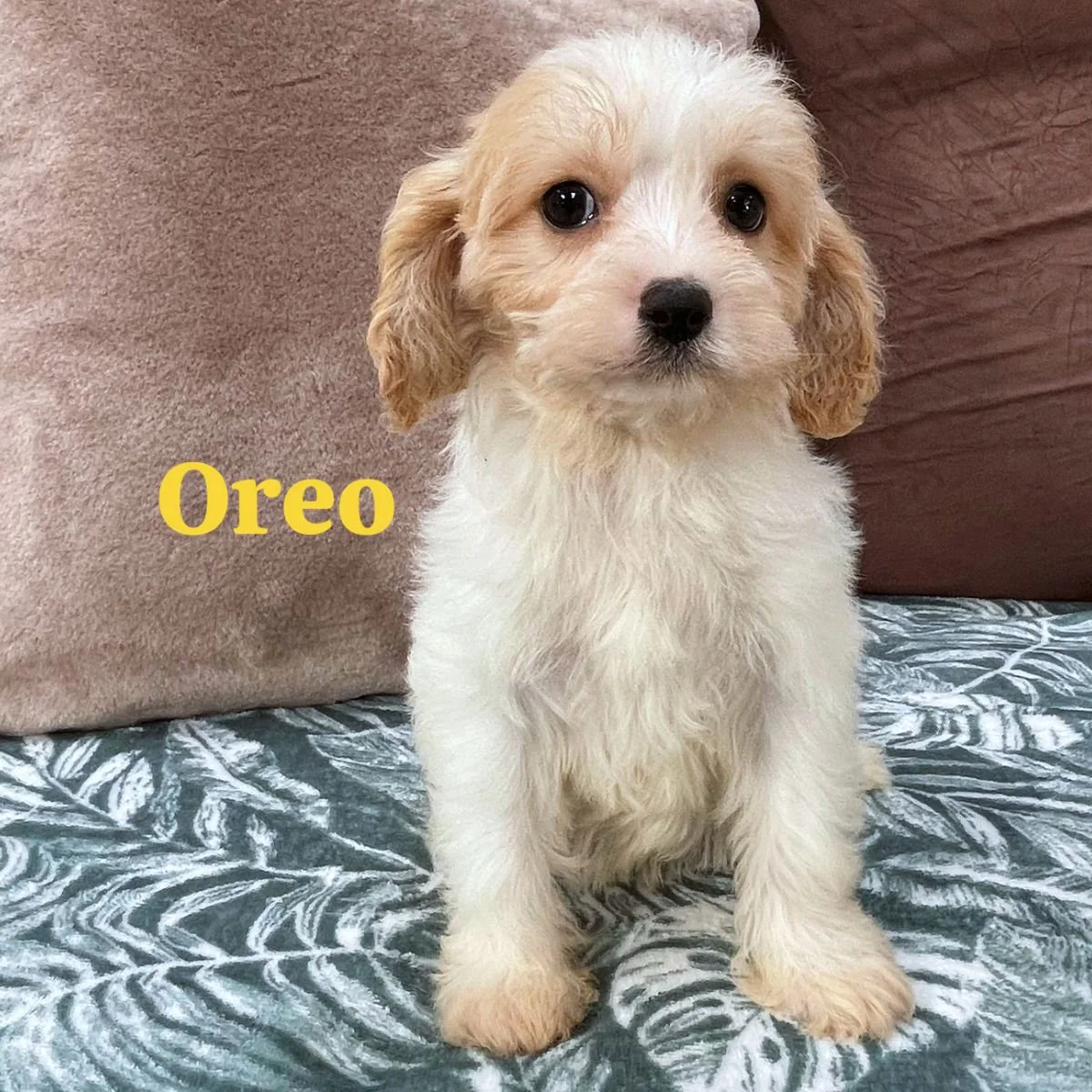 Cavachon Puppies For Sale