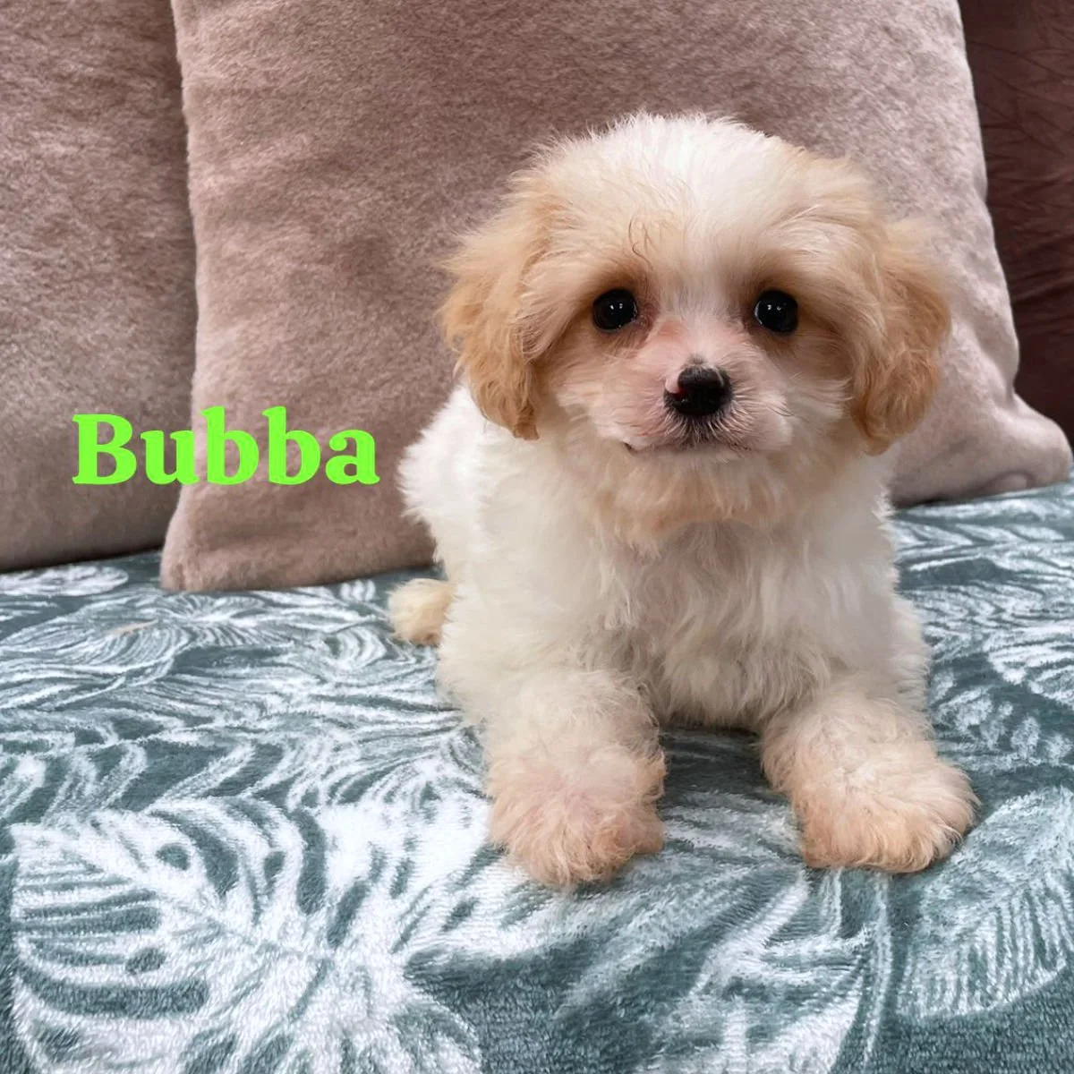 Cavachon Puppies For Sale