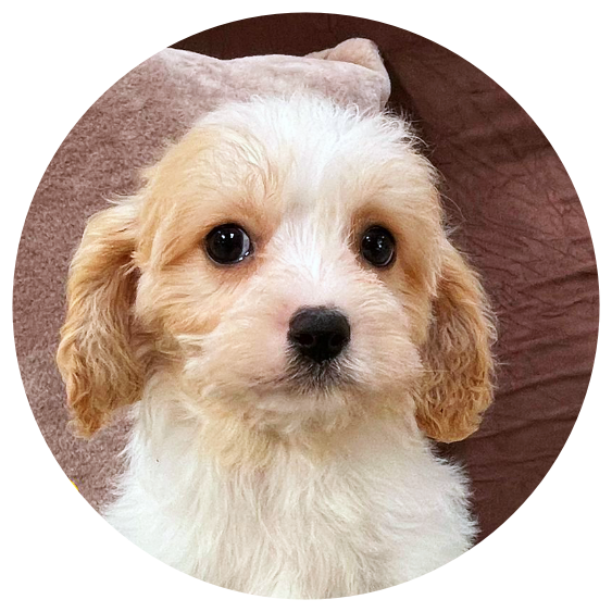 Available Cavachons
