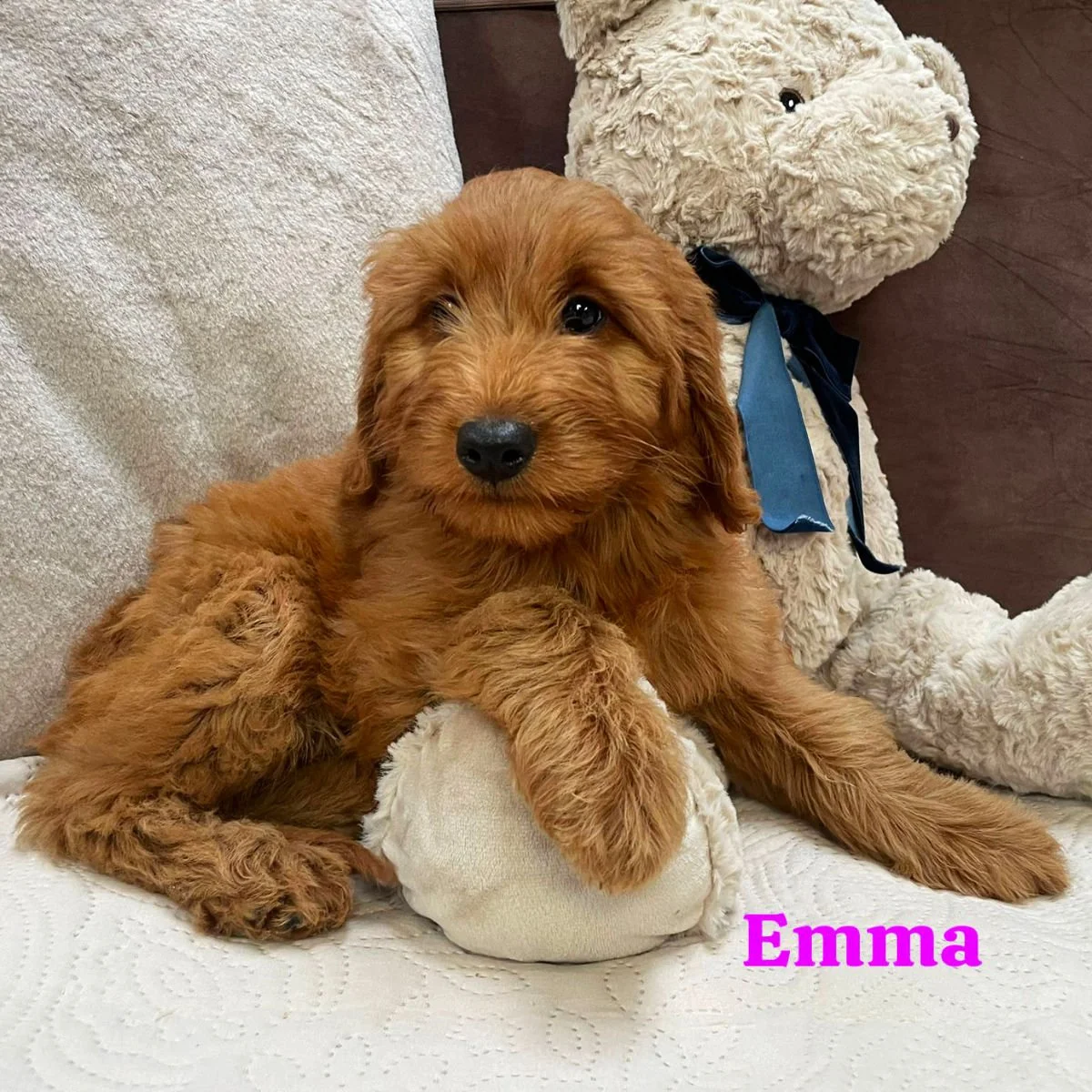 Irish Goldendoodle Puppies