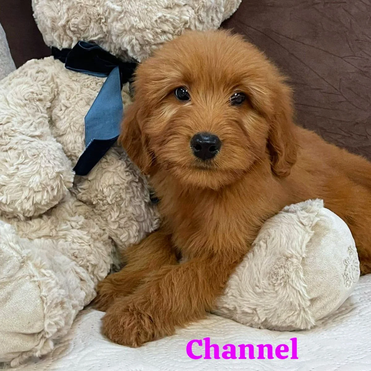 Irish Goldendoodle Puppies