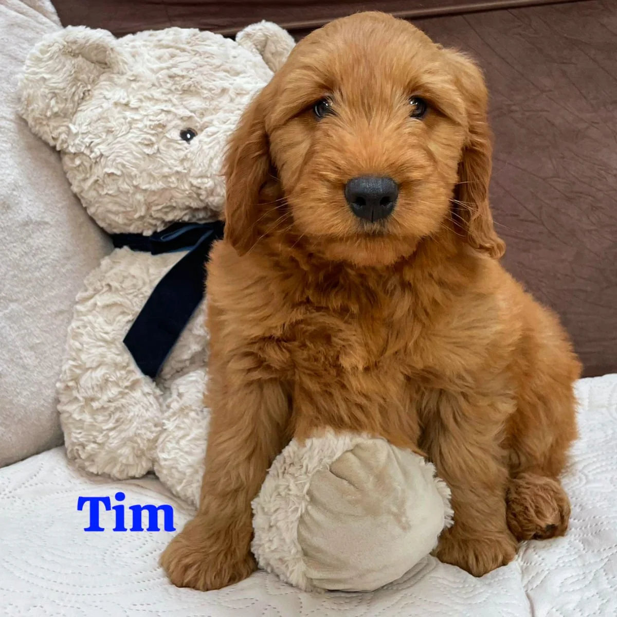 Irish Goldendoodle Puppies