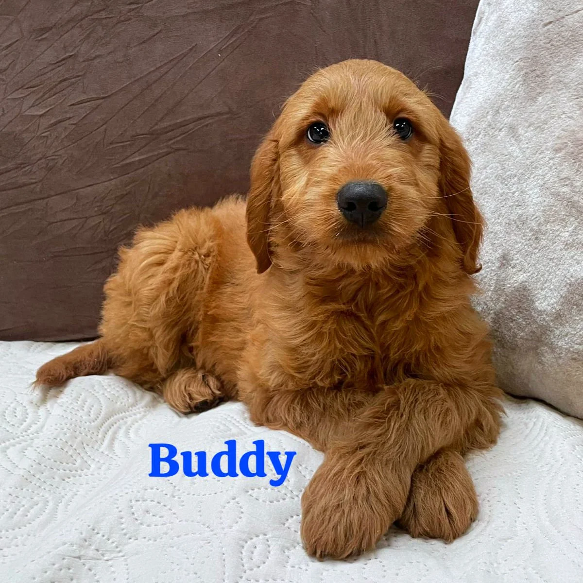 Irish Goldendoodle Puppies