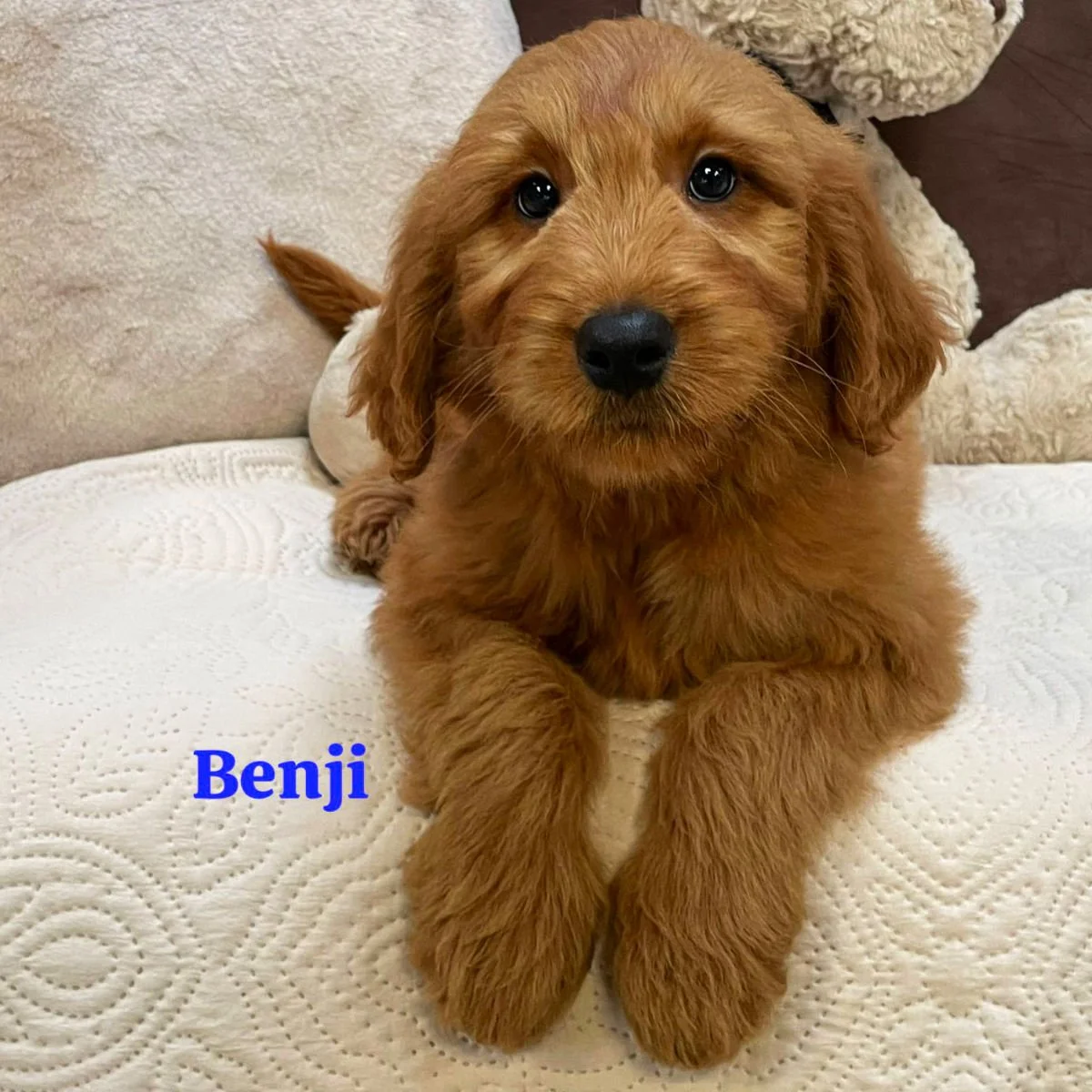 Irish Goldendoodle Puppies