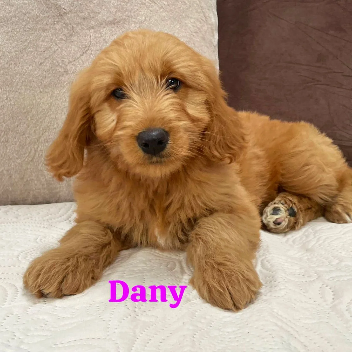 Irish Goldendoodle Puppies