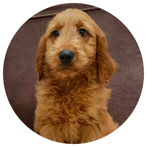 Available Golden Doodles