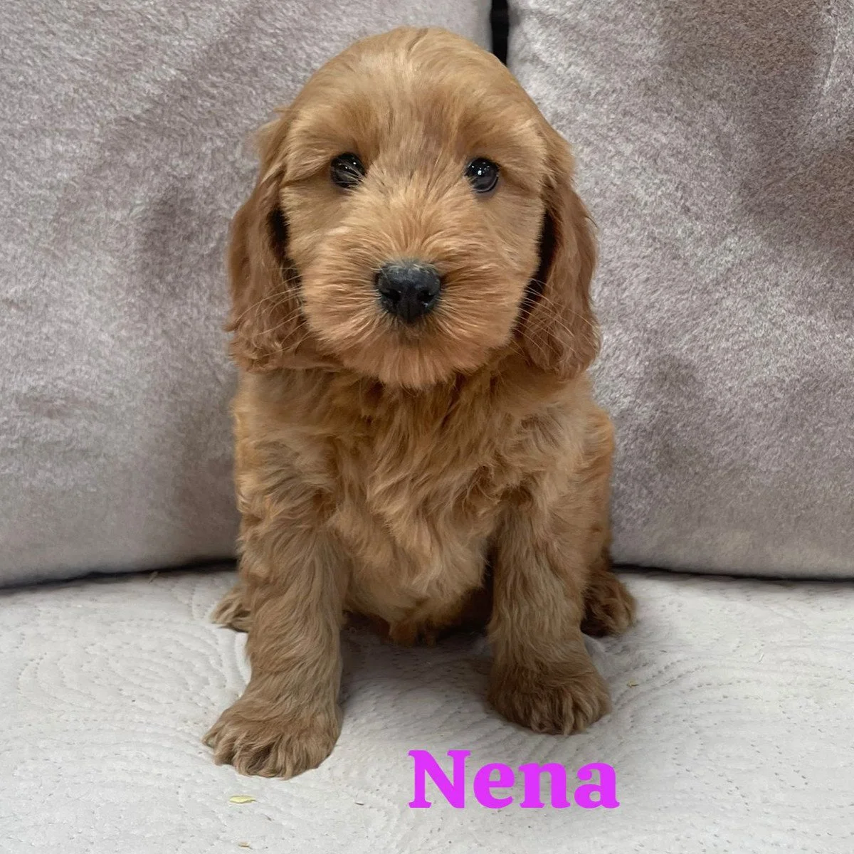 Cockapoo puppies for sale