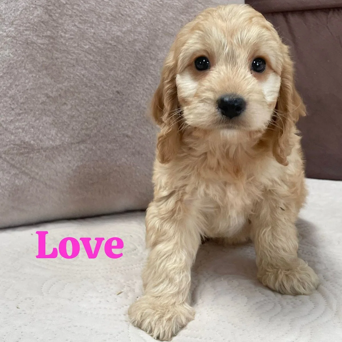 Cockapoo puppies for sale