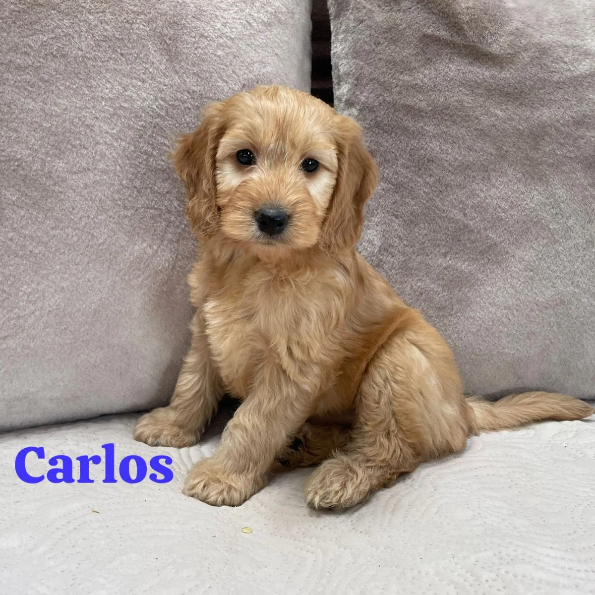 Cockapoo puppies for sale