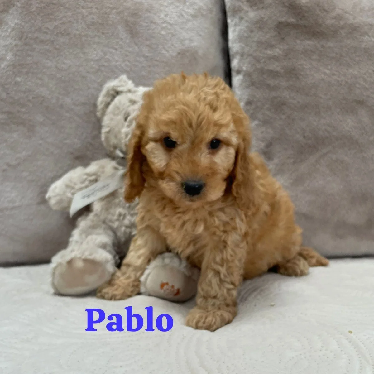 Cockapoo puppies for sale