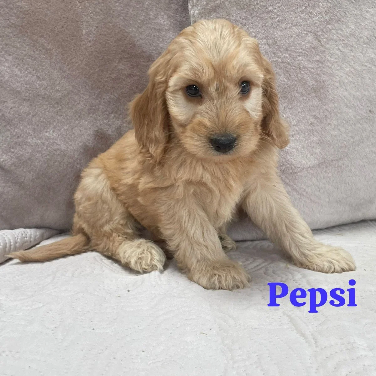 Cockapoo puppies for sale