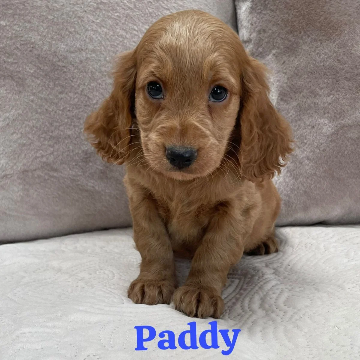 Cockapoo puppies for sale