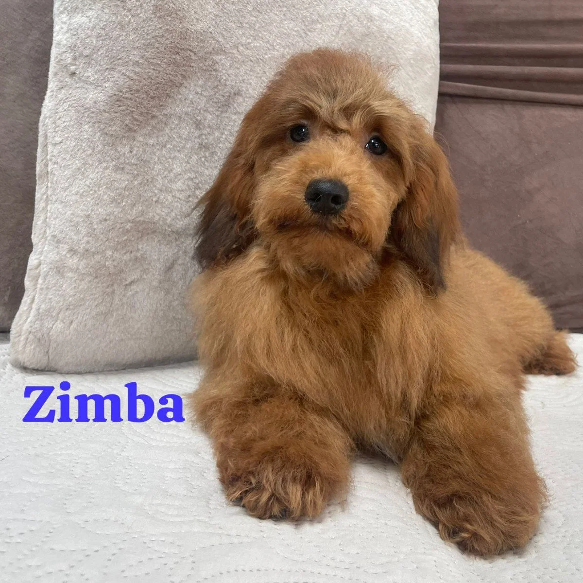 Cavapoo Puppies For Sale
