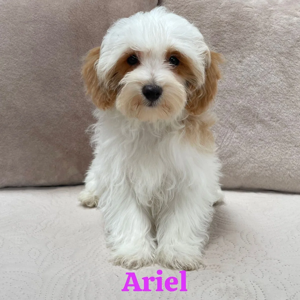 Cavapoo Puppies For Sale