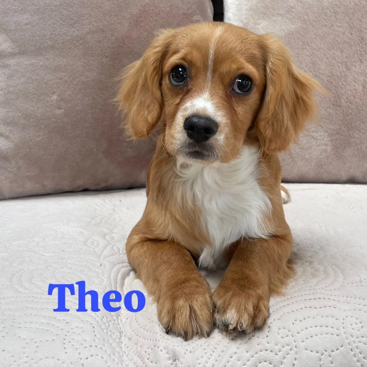 Cavapoo Puppies For Sale