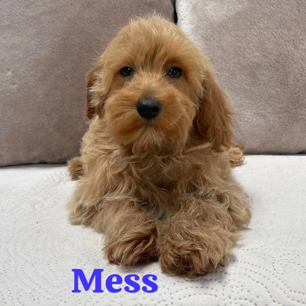Cavapoo Puppies For Sale