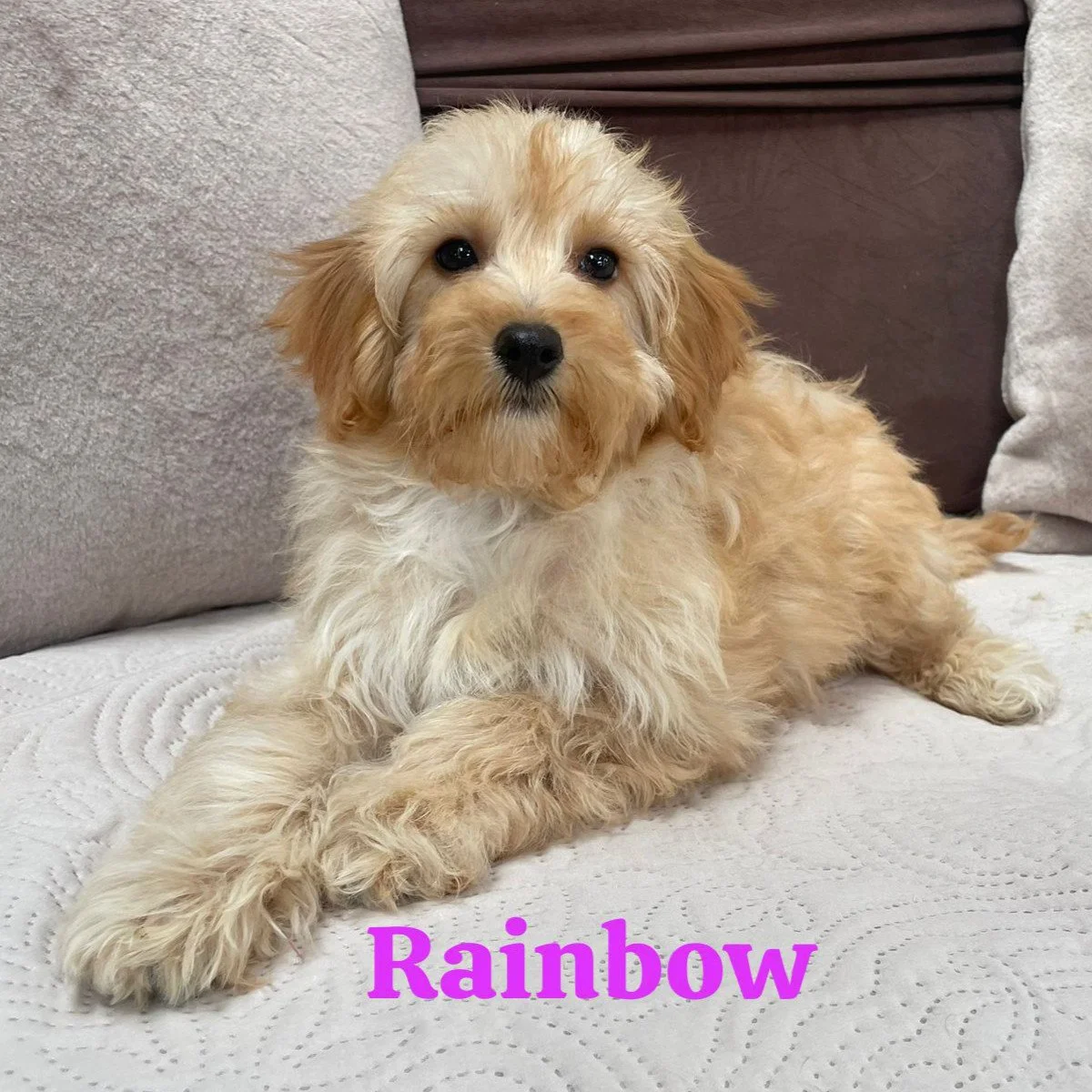 Cavapoo Puppies For Sale