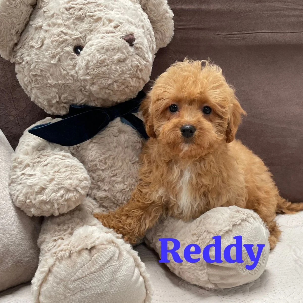 Cavapoo Puppies For Sale