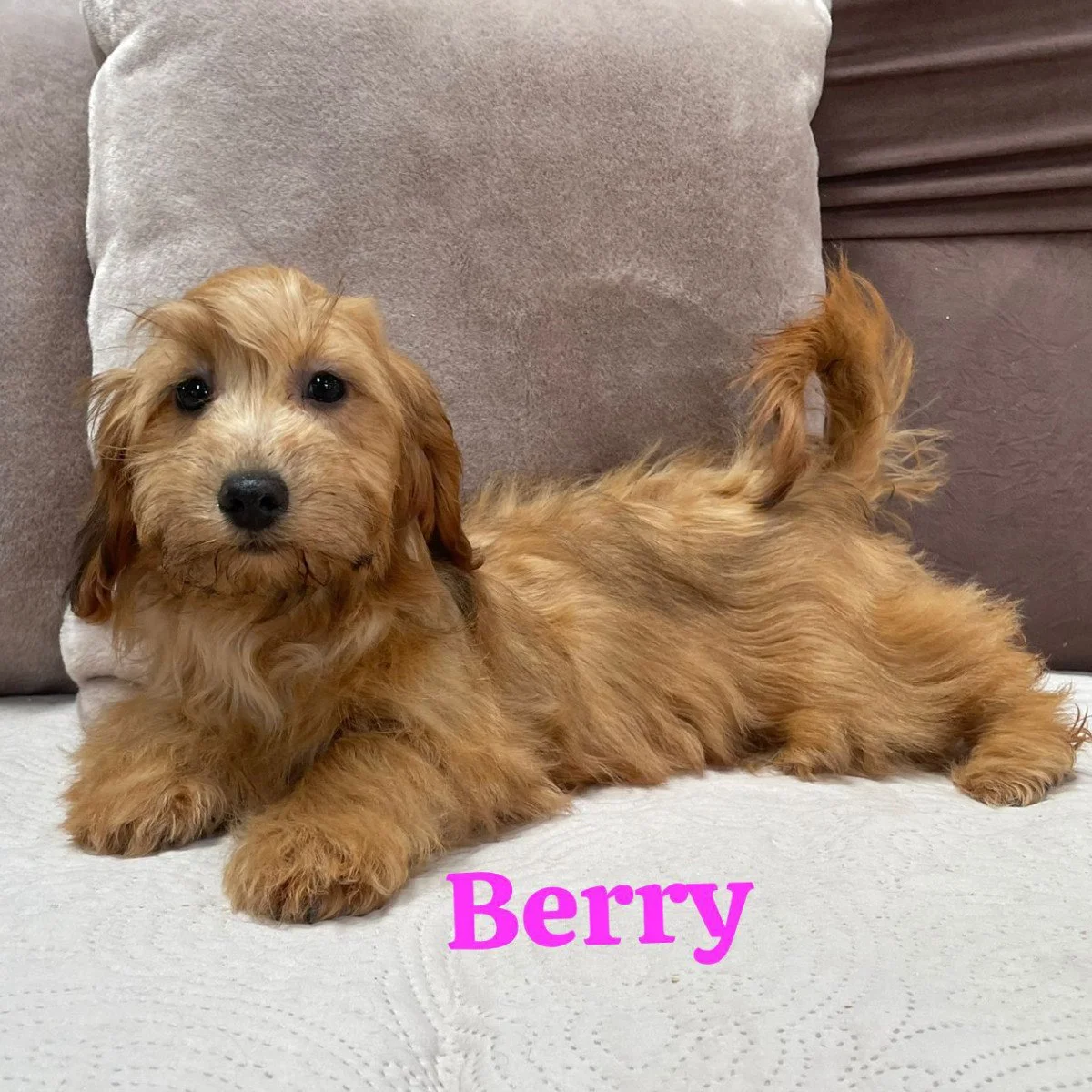 Cavapoo Puppies For Sale