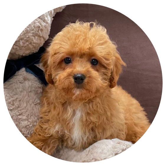 Available Cavapoos