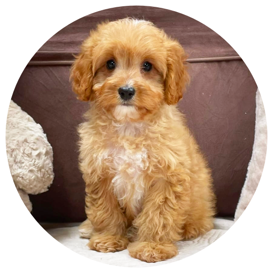 Available Cavapoos