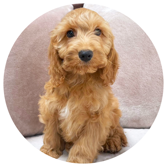 Available Cockapoos