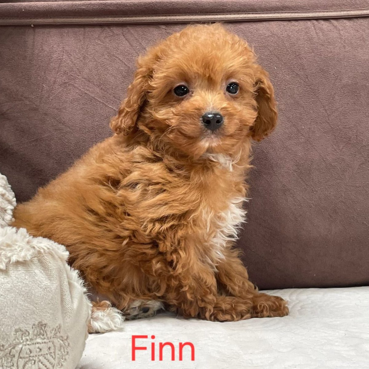 Cavapoo Puppies For Sale