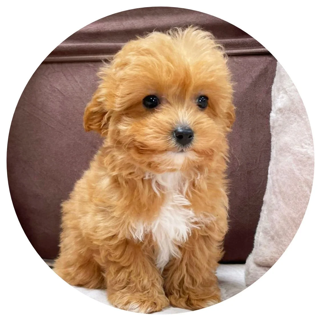 Available Cavapoos
