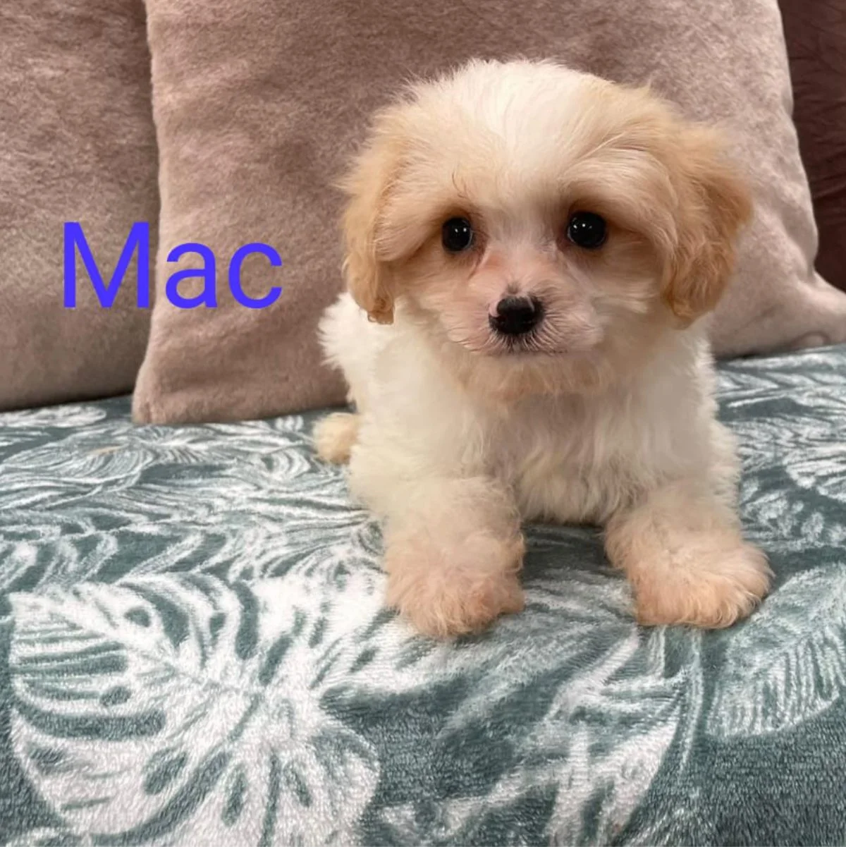 Cavachon Puppies For Sale