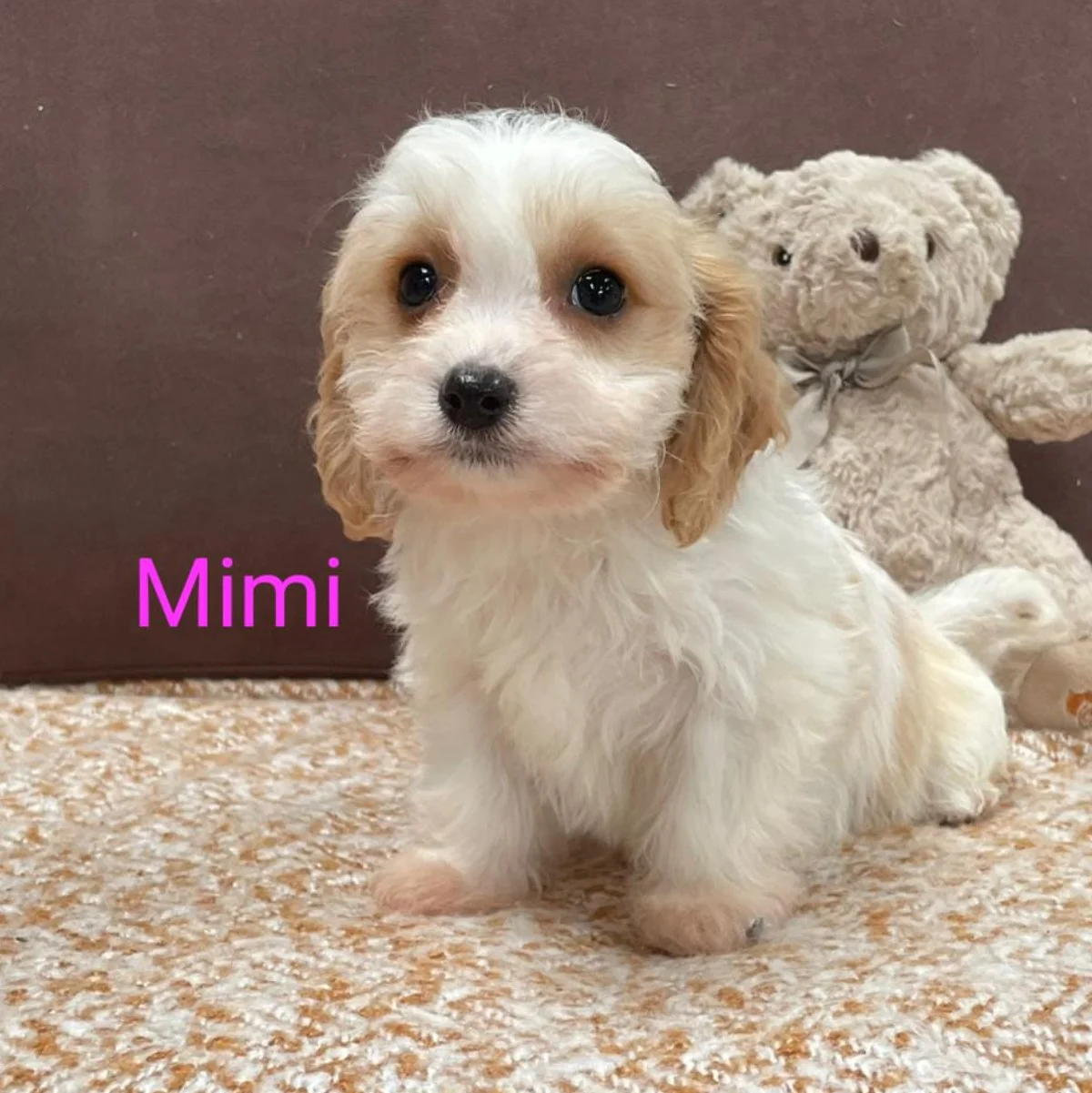 Cavachon Puppies For Sale