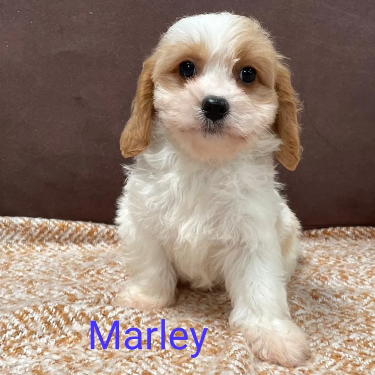 Cavachon Puppies For Sale