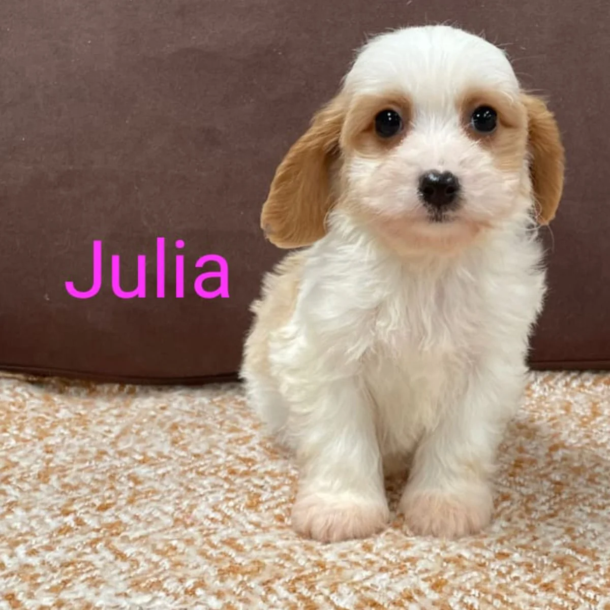 Cavachon Puppies For Sale