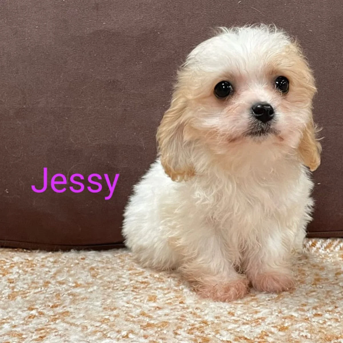 Cavachon Puppies For Sale