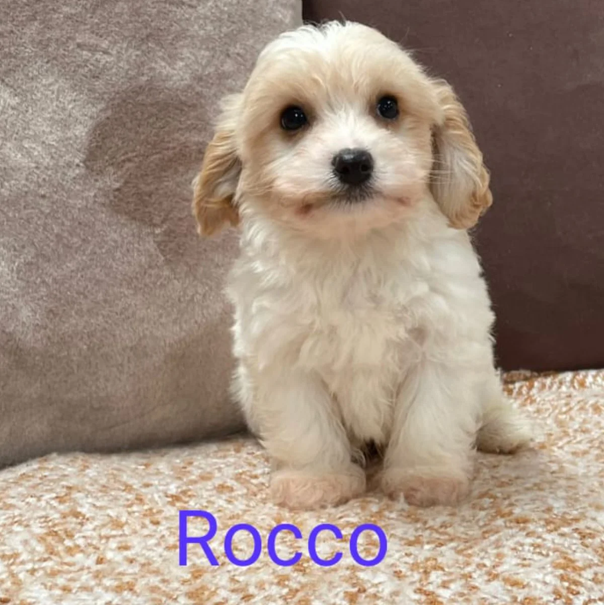 Cavachon Puppies For Sale