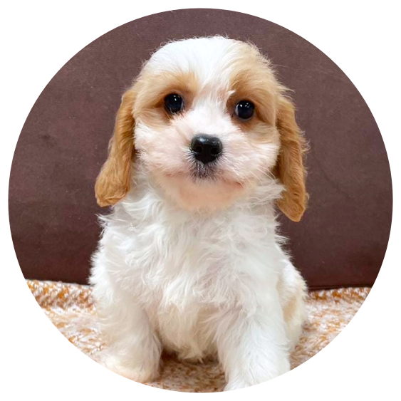 Available Cavachons