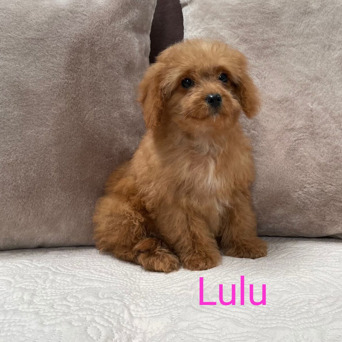 Cavapoo Puppies For Sale