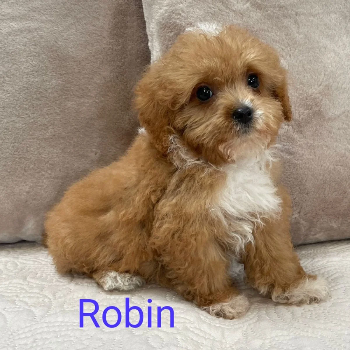 Cavapoo Puppies For Sale