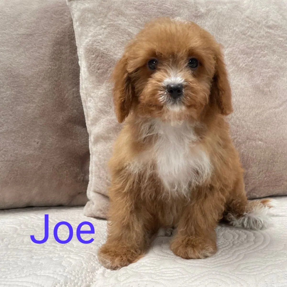 Cavapoo Puppies For Sale