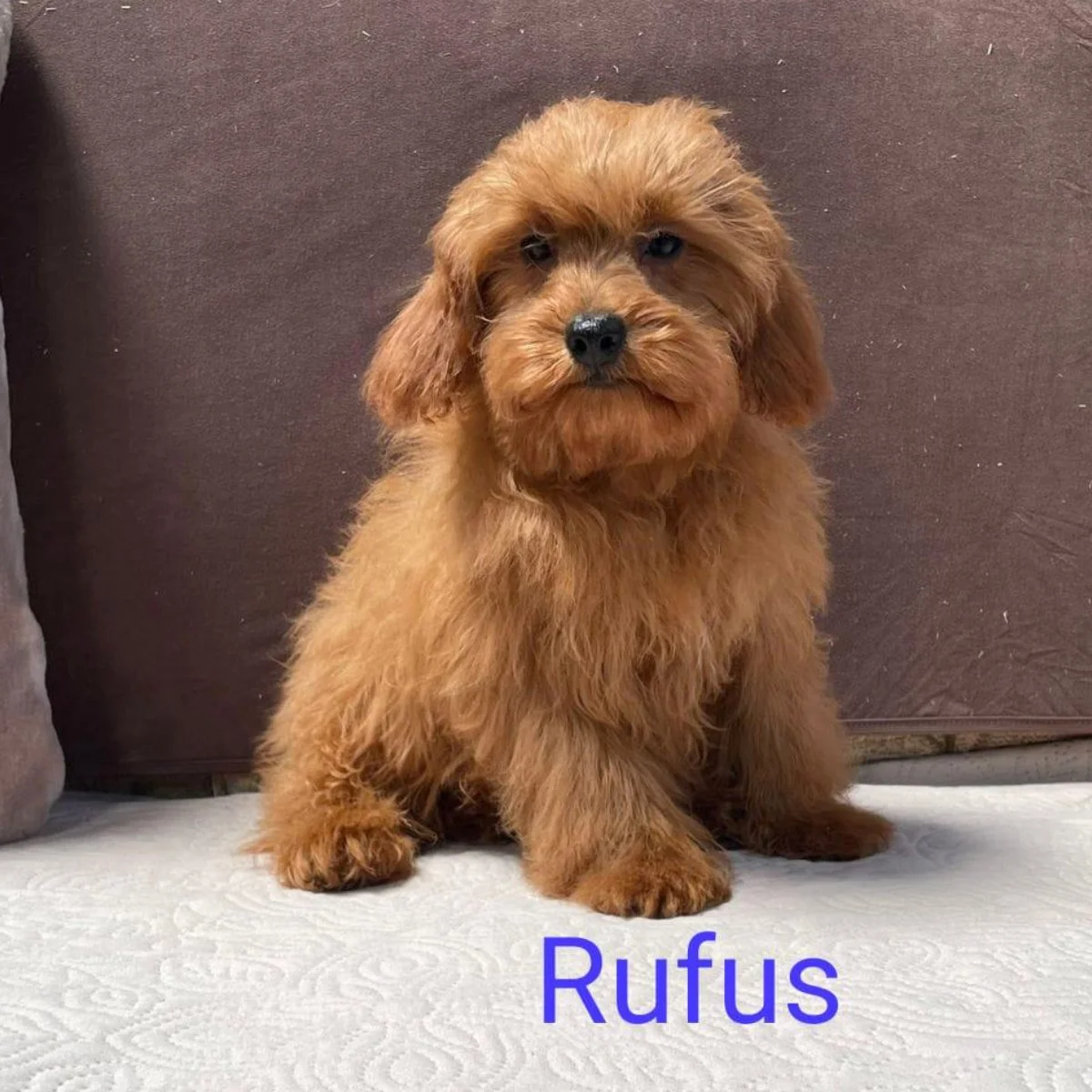 Cavapoo Puppies For Sale