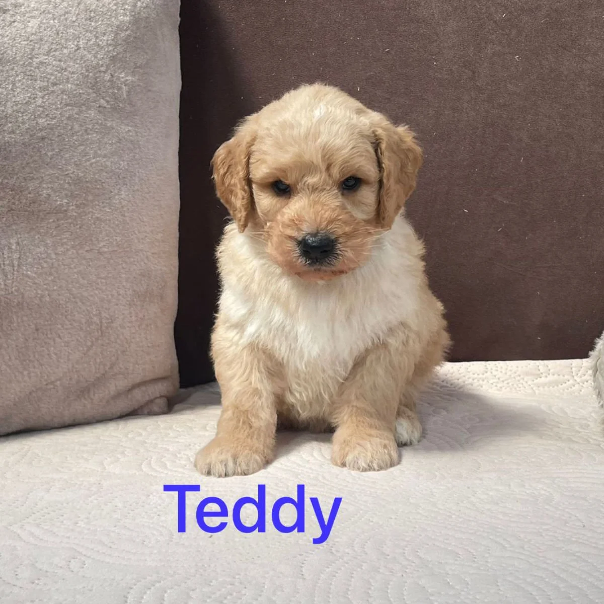 Goldendoodle Puppies For Sale