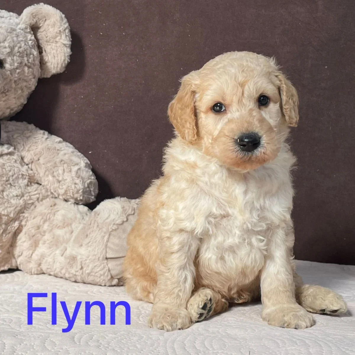 Goldendoodle Puppies For Sale