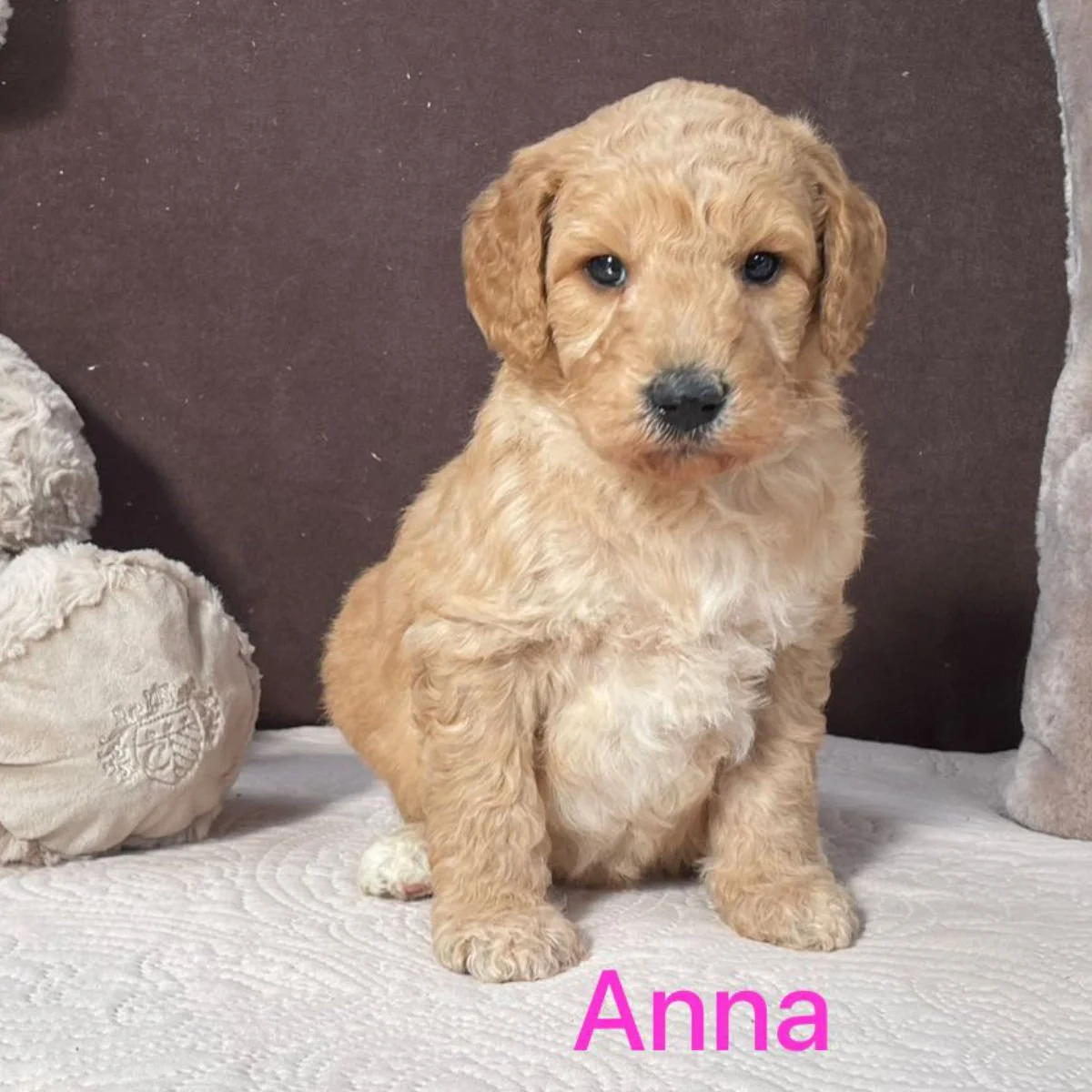 Goldendoodle Puppies For Sale