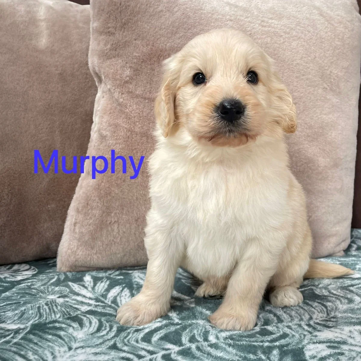 Goldendoodle Puppies For Sale