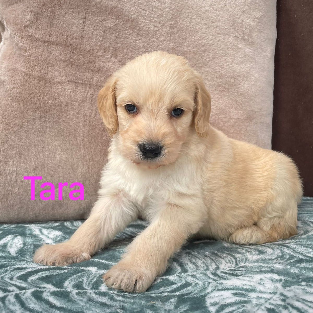 Goldendoodle Puppies For Sale