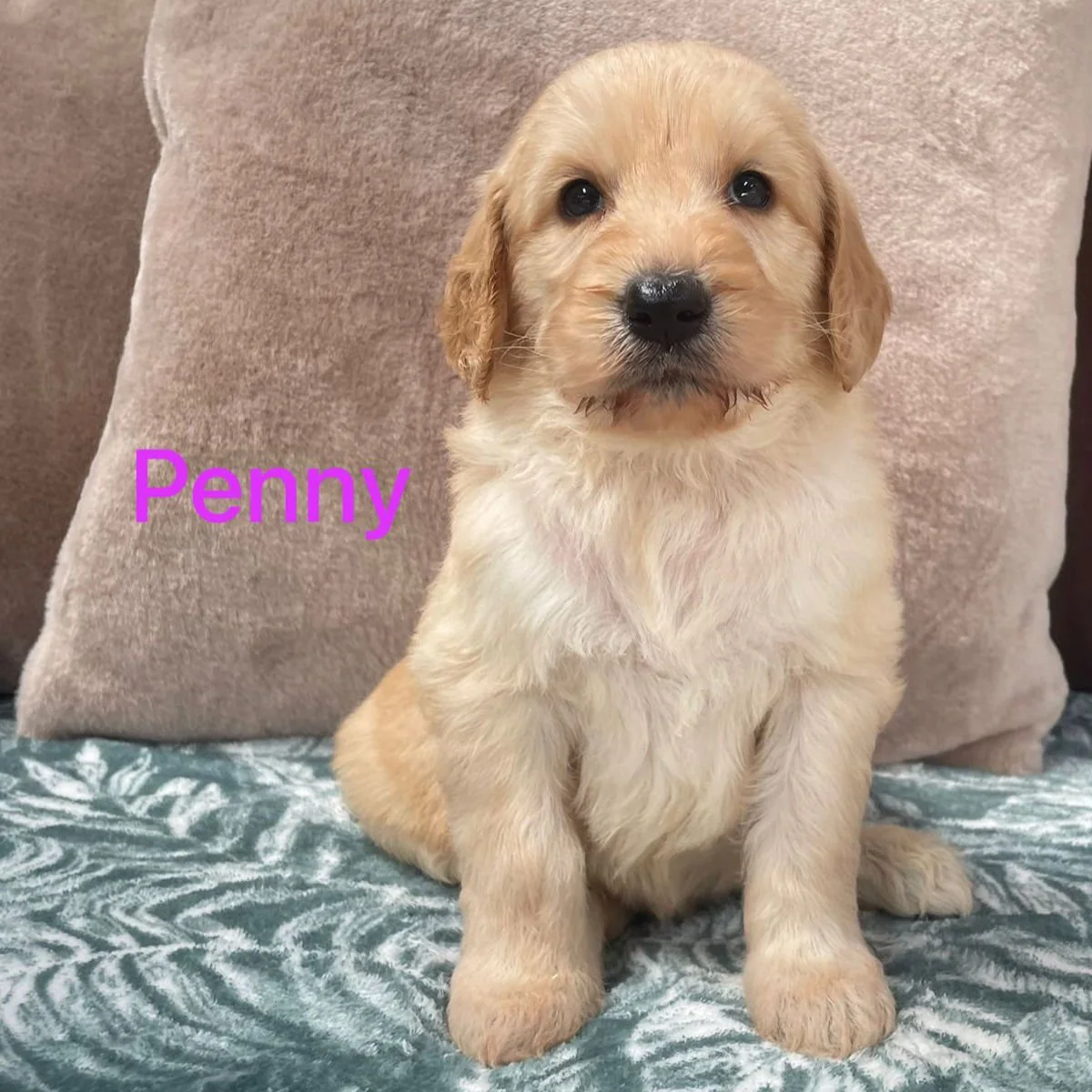 Goldendoodle Puppies For Sale