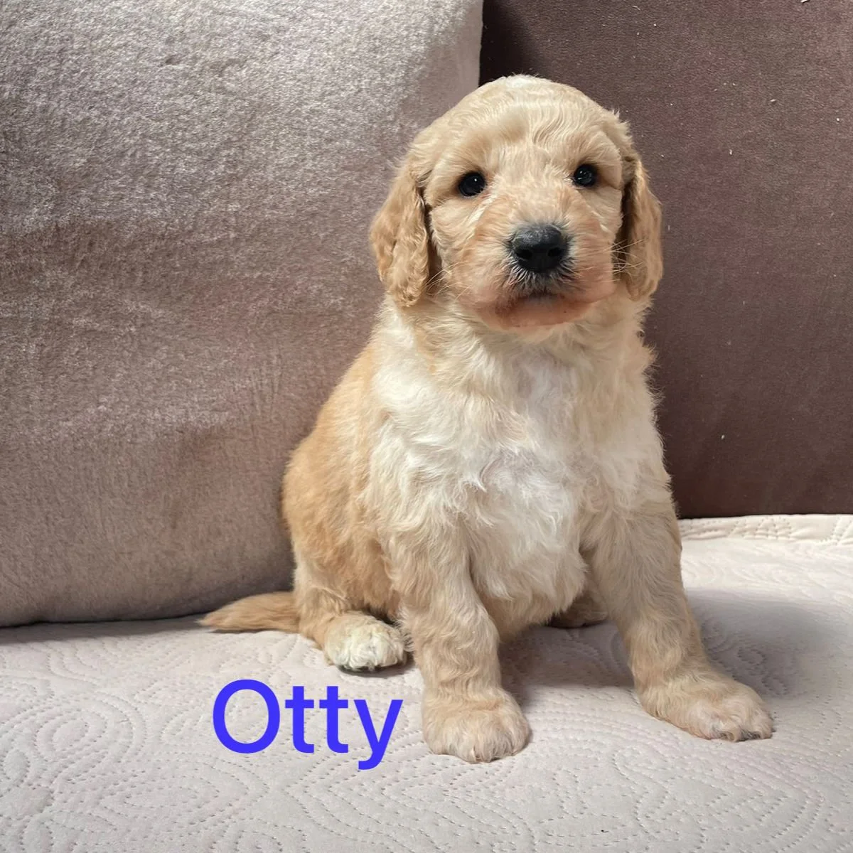 Goldendoodle Puppies For Sale